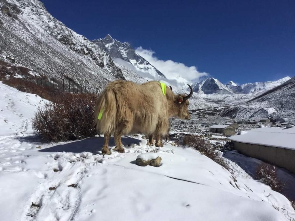Best Trekking in Nepal Himalayas 4 109954976 3716202768395789 9060228074695556478 o