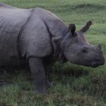 Kathmandu Pokhara Chitwan Tour