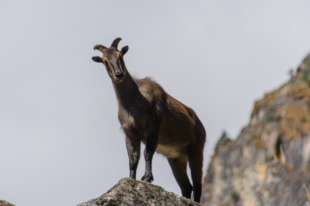 Langtang Valley Trekking Insights 2 wild musk deer nepal 160321 1169